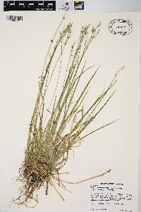 Carex communis var. amplisquama image