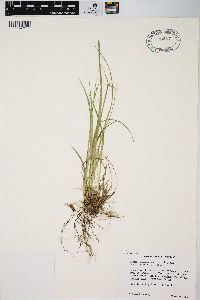 Carex communis var. amplisquama image