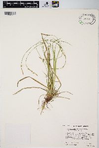 Carex communis var. amplisquama image