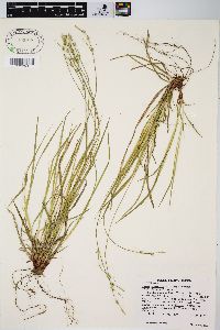 Carex communis var. amplisquama image