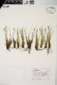 Carex elynoides image