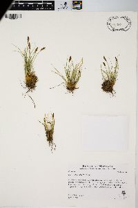 Carex elynoides image