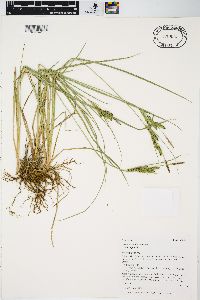 Carex aquatilis var. aquatilis image