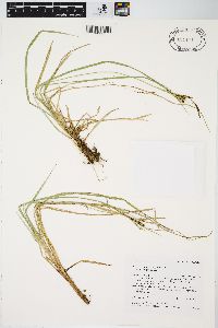 Carex aquatilis var. aquatilis image