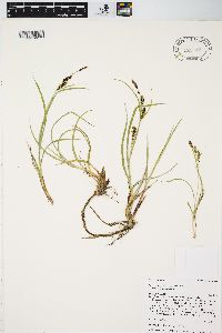 Carex aquatilis var. aquatilis image