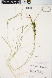 Carex aquatilis var. aquatilis image