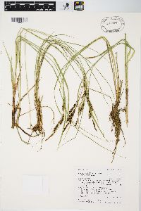 Carex aquatilis var. aquatilis image