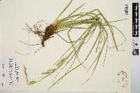 Carex cherokeensis image