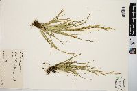 Carex cherokeensis image