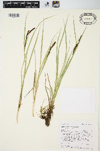 Carex aquatilis var. aquatilis image