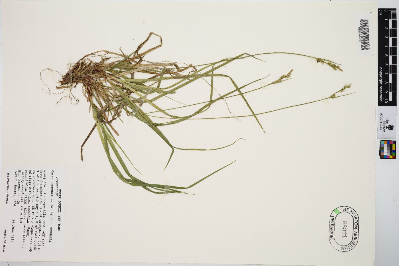 Carex communis var. communis image