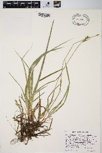 Carex communis var. communis image