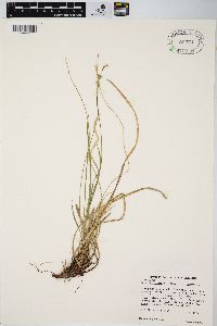 Carex communis var. communis image