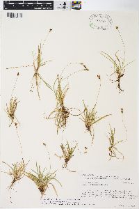 Carex concinna image