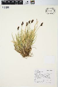 Carex albonigra image