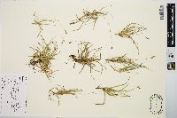Carex concinna image