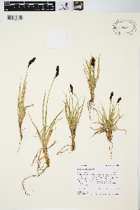 Carex albonigra image