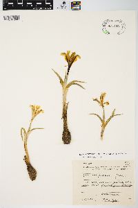 Iris caucasica image