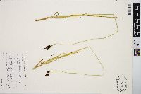 Carex chalciolepis image