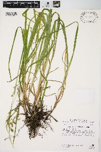 Carex davisii image