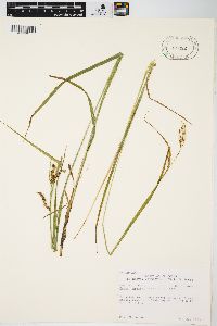 Carex davisii image