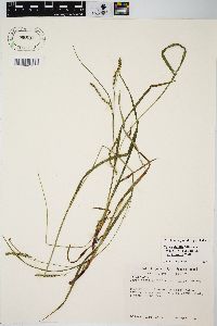 Carex debilis var. rudgei image