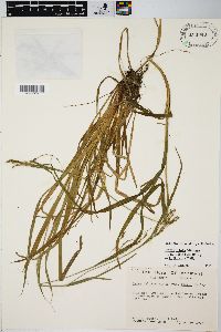 Carex debilis var. rudgei image