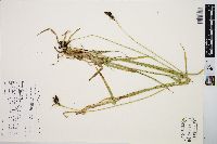 Carex chalciolepis image