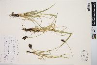 Carex chalciolepis image