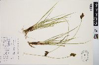 Carex chalciolepis image