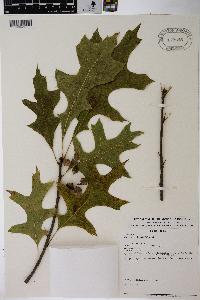 Quercus palustris image