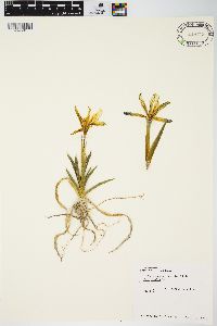 Iris pumila image