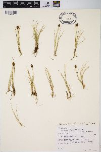 Carex engelmannii image