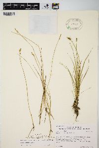 Carex echinata subsp. echinata image