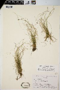 Carex eburnea image