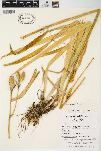 Iris ensata image