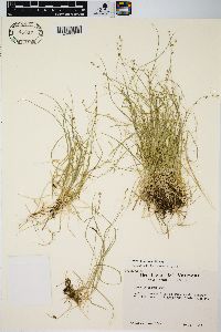 Carex disperma image