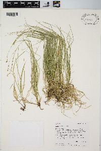 Carex disperma image