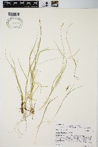 Carex disperma image