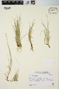 Carex disperma image