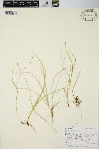 Carex disperma image