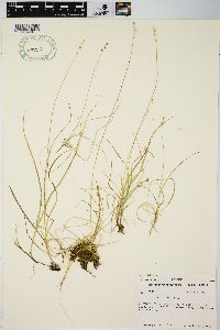 Carex disperma image