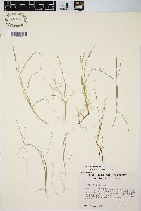 Carex disperma image