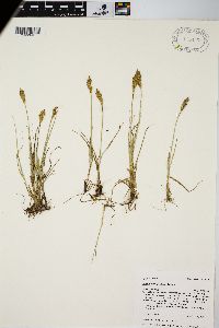 Carex douglasii image