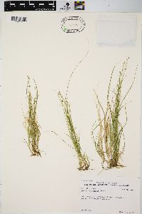 Carex disperma image