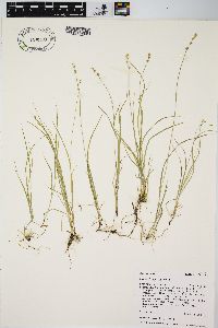 Carex disperma image