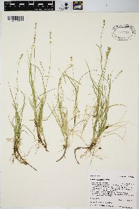 Carex disperma image