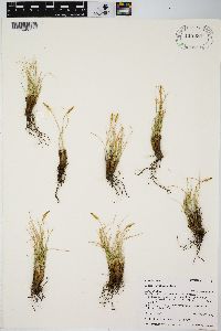 Carex elynoides image