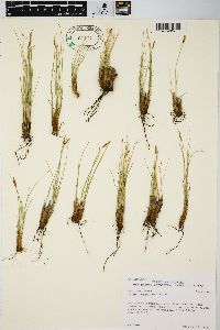 Carex elynoides image