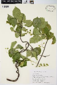 Celastrus scandens image